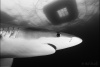 Blue Shark